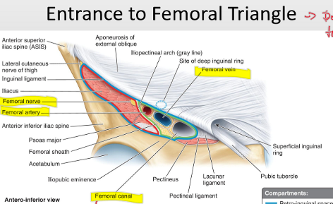 <p>Femoral nerve and its terminal branches</p>
