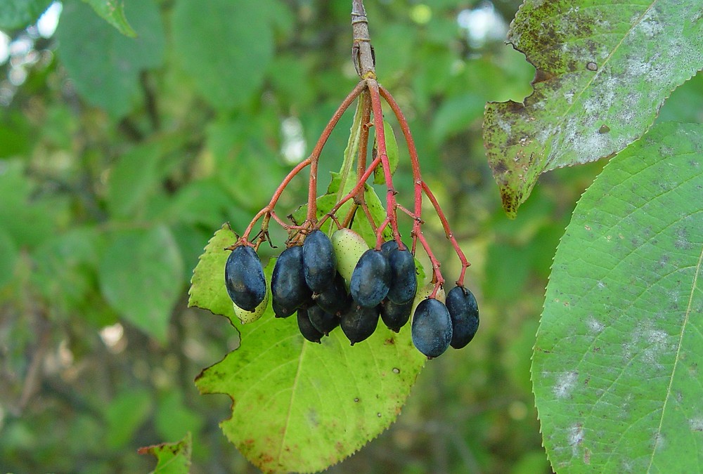 <p>nannyberry, Viburnum lentago, Adoxaceae</p>