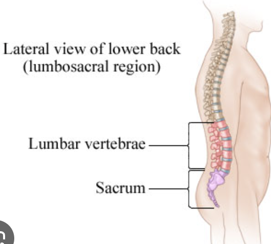 <p>Lumbar region</p>