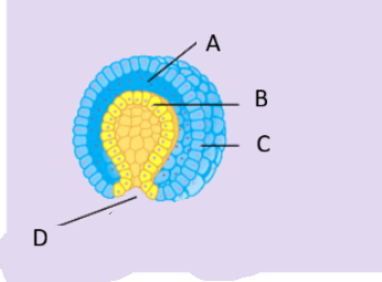 <p>Gastrocoel</p>