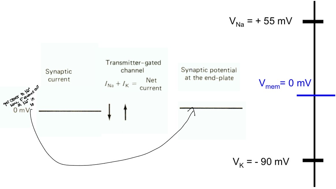 <p>Sodium and potassium movement is the same so no net movement</p>