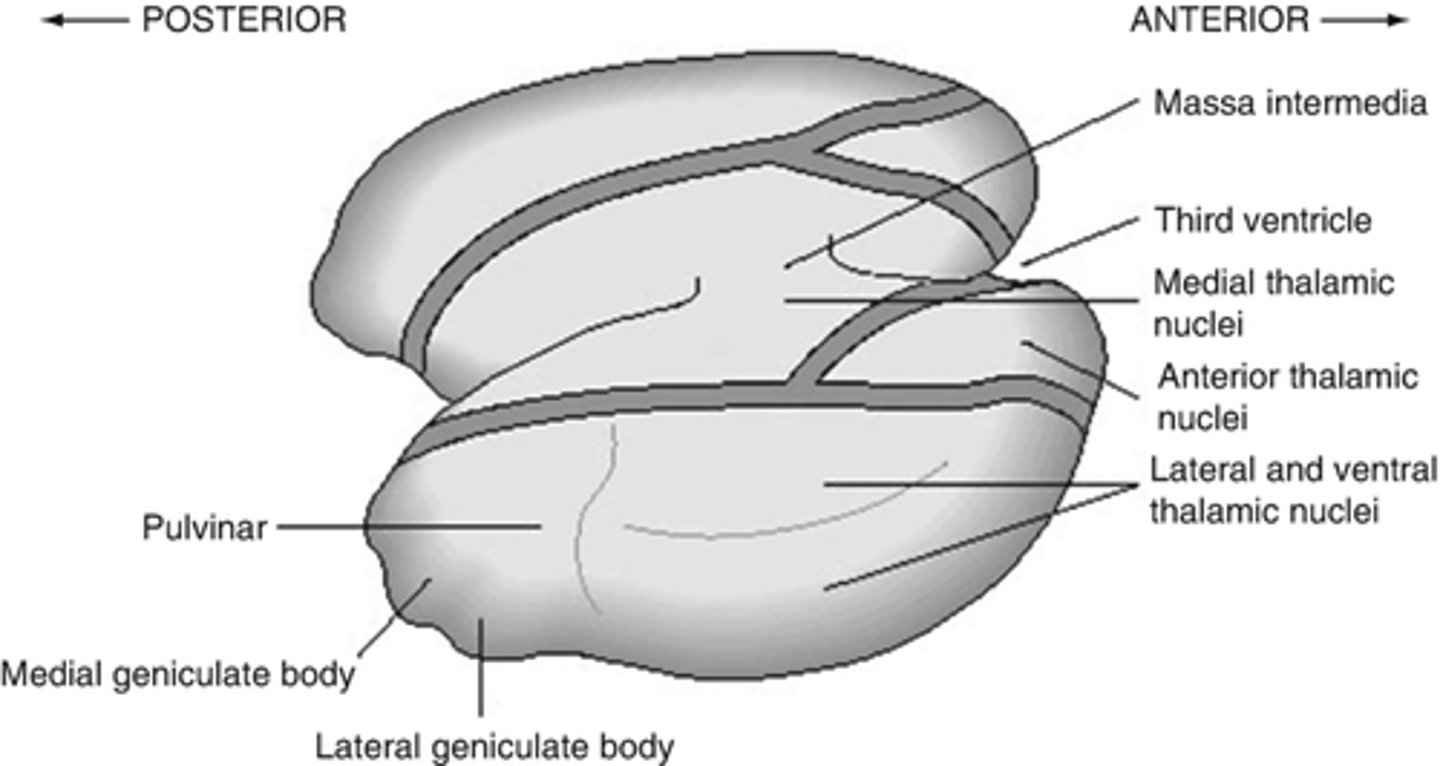 <p>largest association nucleus of the thalamus</p>