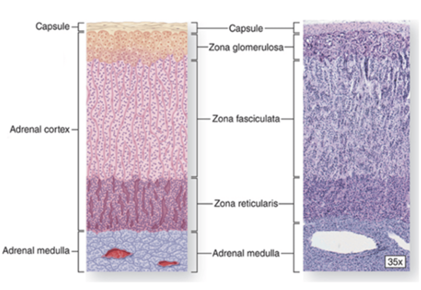 <p>What are the cellular characteristics of the zona reticularis?</p>