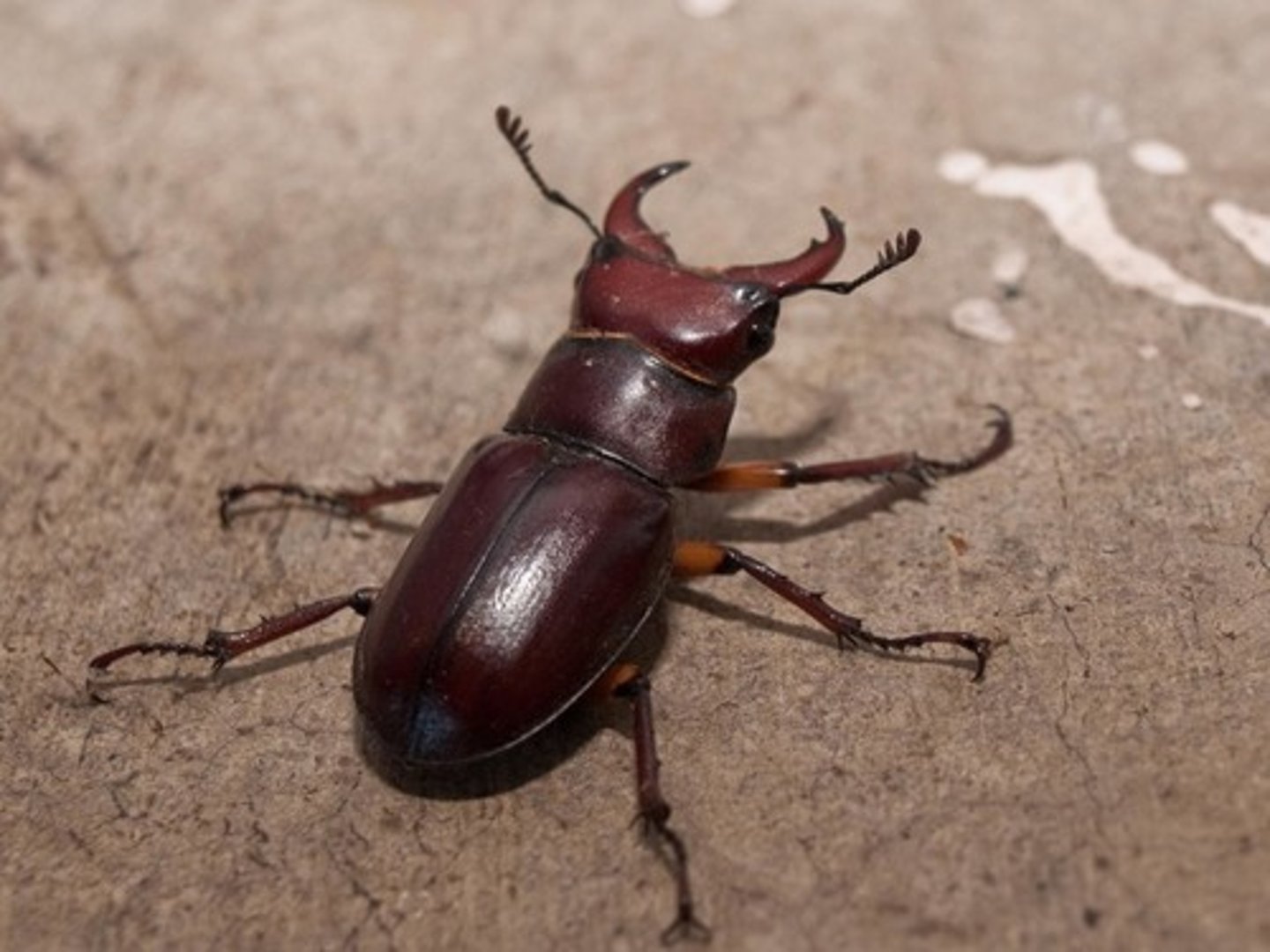 <p>insect</p>