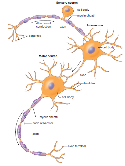 Types of neurons.