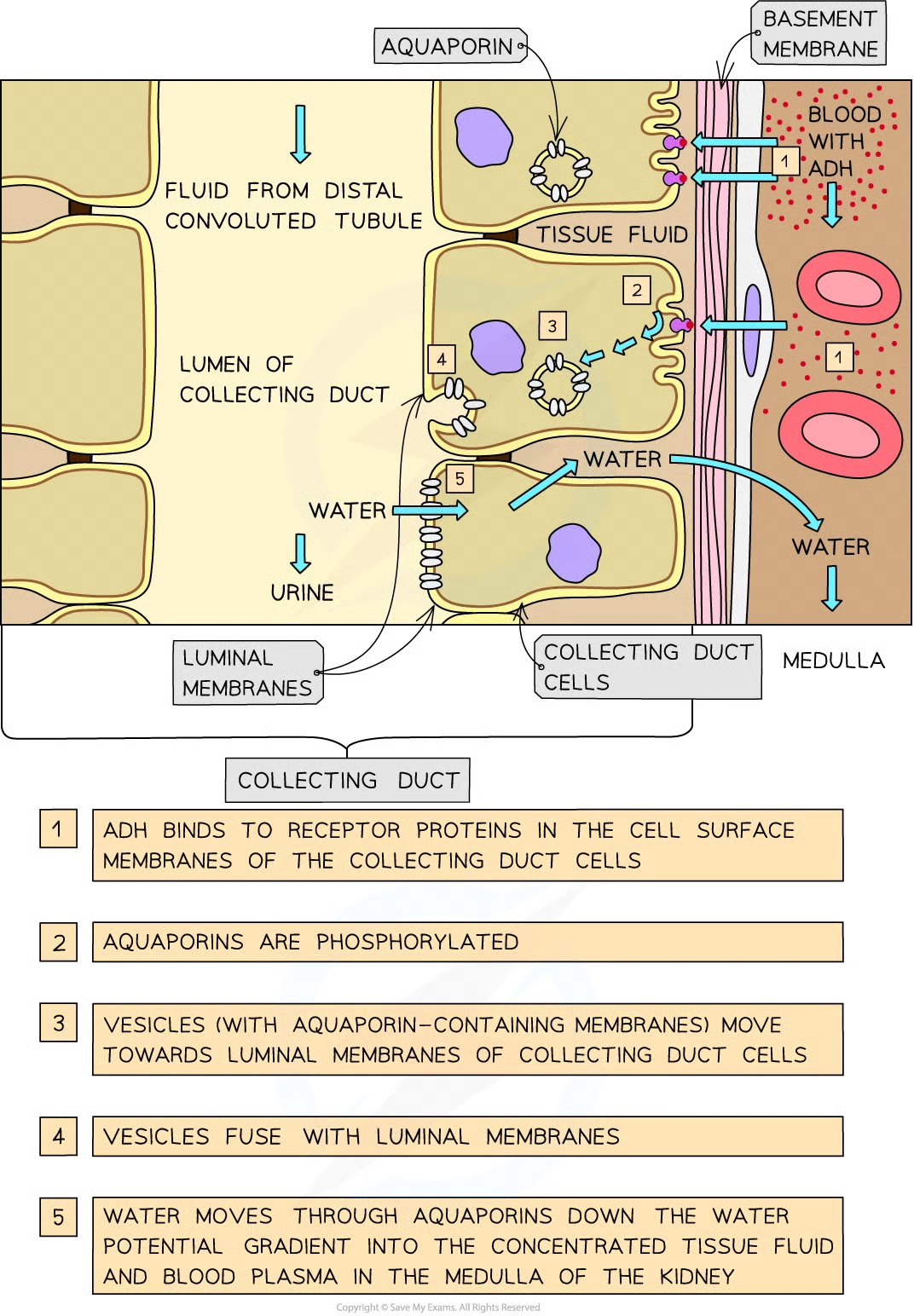 <ul><li><p>water reabsorbed by osmosis from filtrate in nephron</p></li><li><p>reabs occurs as filtrate passes thru structures known as collecting ducts</p></li><li><p>adh causes luminal membs - those facing lumen of nephron- of collecting duct cells to become more permeable to water</p></li><li><p>adh does this by causing increase in no. aquaporins (water-permeable) in the luminal membranes of collecting duct cells</p></li><li><p>as the filtrate in nephron travels along the collecting duct, water move from collecting duct (high wp) through aquaporins into tissue fluid and blood plasma in medulla (low wp)</p></li><li><p>as filtrate in colelcting duct loses water it becomes more concentrated</p></li><li><p>small vol of concentrated urine is produced. flows from kidneys thru ureters and into bladder</p></li></ul><p></p>