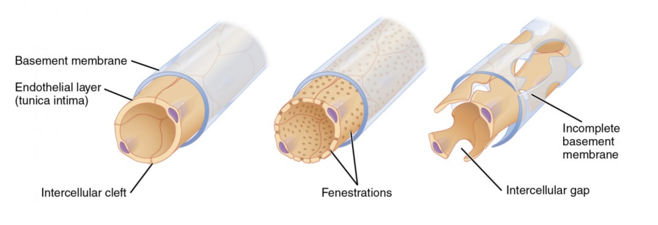 <p>what are the 3 types of capillaries + their function</p>