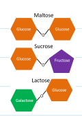 <p>maltose, sucrose, lactose </p>