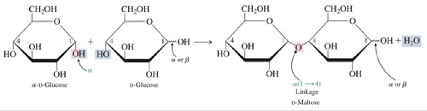<p>- A disaccharide known as malt sugar. Produced whenever a polysaccharide starch breaks down.</p><p>- Composed of:</p><p>~ Alpha D-Glucose + Beta D-Glucose.</p><p>~ Alpha D-Glucose + Alpha D-Glucose</p><p>- Glycosidic linkage: Alpha (1->4). The two —OH groups that form the linkage are attached to the C1 Alpha Glucose and C4 of the second glucose (an Alpha or Beta)</p><p>- Is a reducing sugar</p>