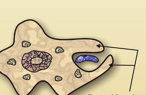 <ul><li><p><strong>Actin filaments</strong> rapidly polymerize at the site of the bacteria to push the membrane around it.</p></li><li><p>This forms <strong>pseudopods</strong> that wrap the particle. (ARMS) </p></li></ul><p></p>