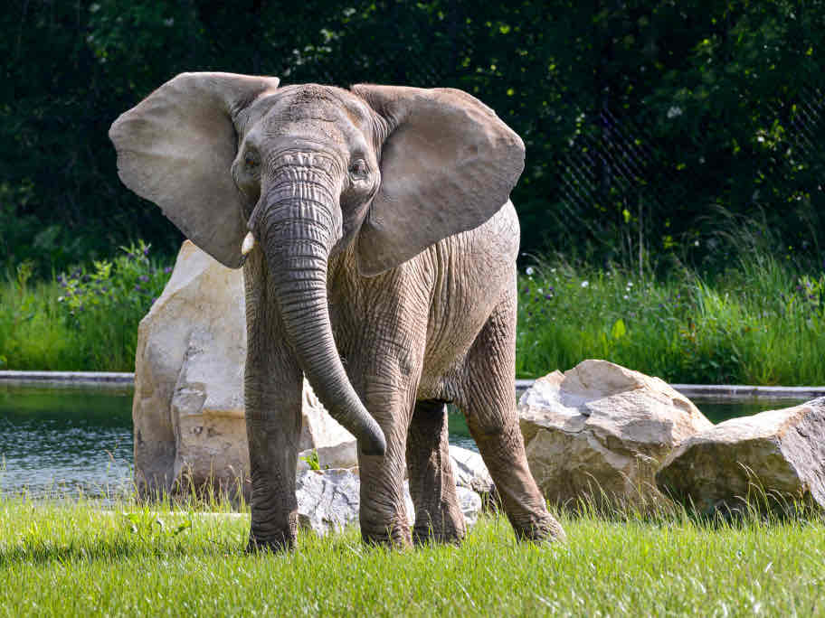 <p>Slon africký (Loxodonta africana)</p><p>Třída: savci (Mammalia)</p><p>Řád: chobotnatci (Proboscidea)</p><ul><li><p>EN - ohrožený</p></li></ul>