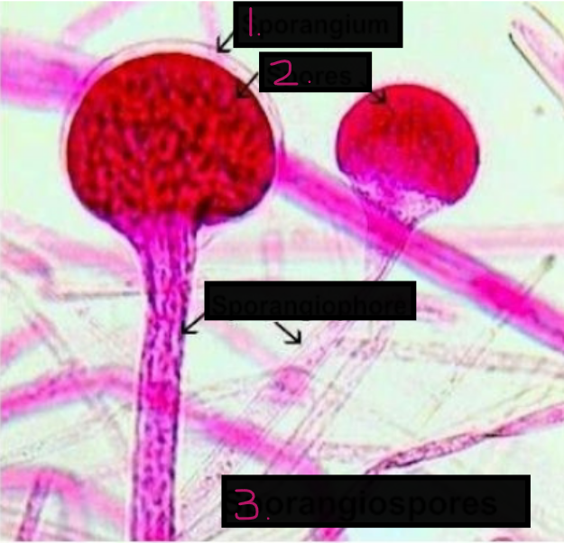 <p>What is this?</p><ol><li><p>?</p></li><li><p>?</p></li><li><p>?</p></li></ol><p></p>
