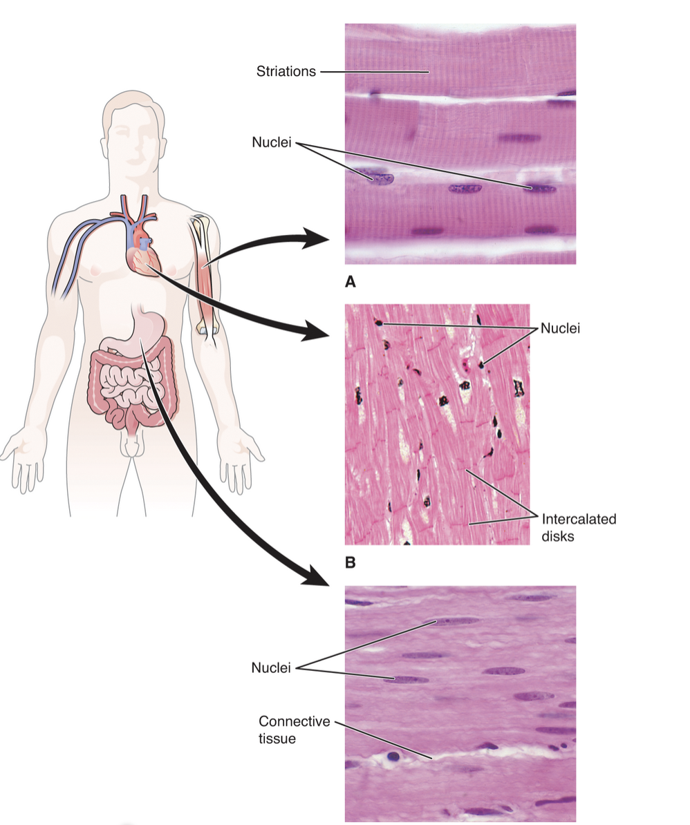 <ul><li><p>Movement </p></li><li><p>Maintain posture </p></li><li><p>Produce heat </p></li><li><p>Role in organ function, blood circulation</p></li></ul><p></p>