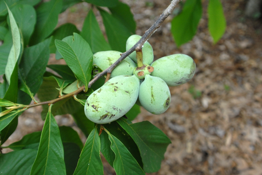 <p>common persimmon, Diospyros virginiana (Ebenaceae)</p>