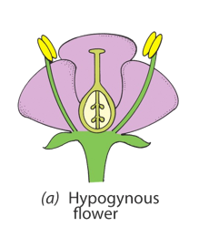 <p>insertion point below ovary</p>