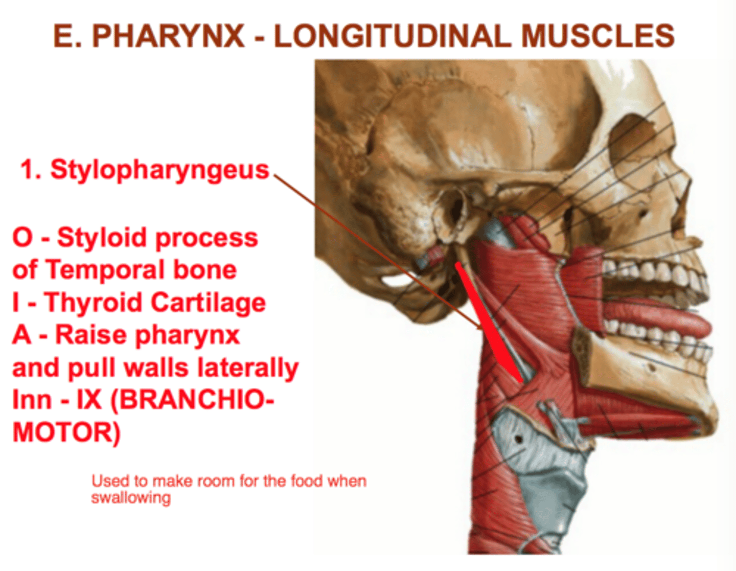 <p>Pulls upward on pharyngeal tube and draws lateral pharynx to the side</p>