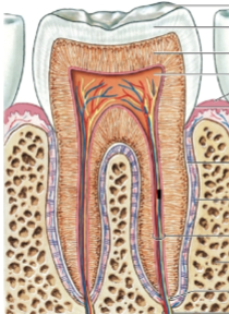 <p><strong><em>hard calcified substance that covers</em></strong> the dentin, <strong><em>covers the crown</em></strong> of a tooth</p>