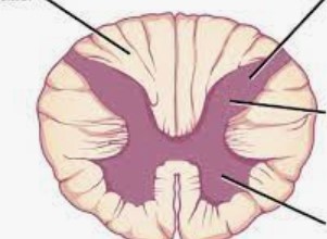 <p>Top left: White matter</p><p>Top right: Gray matter</p><p>Right middle: Dorsal horn</p><p>Bottom Right: Ventral horn</p>