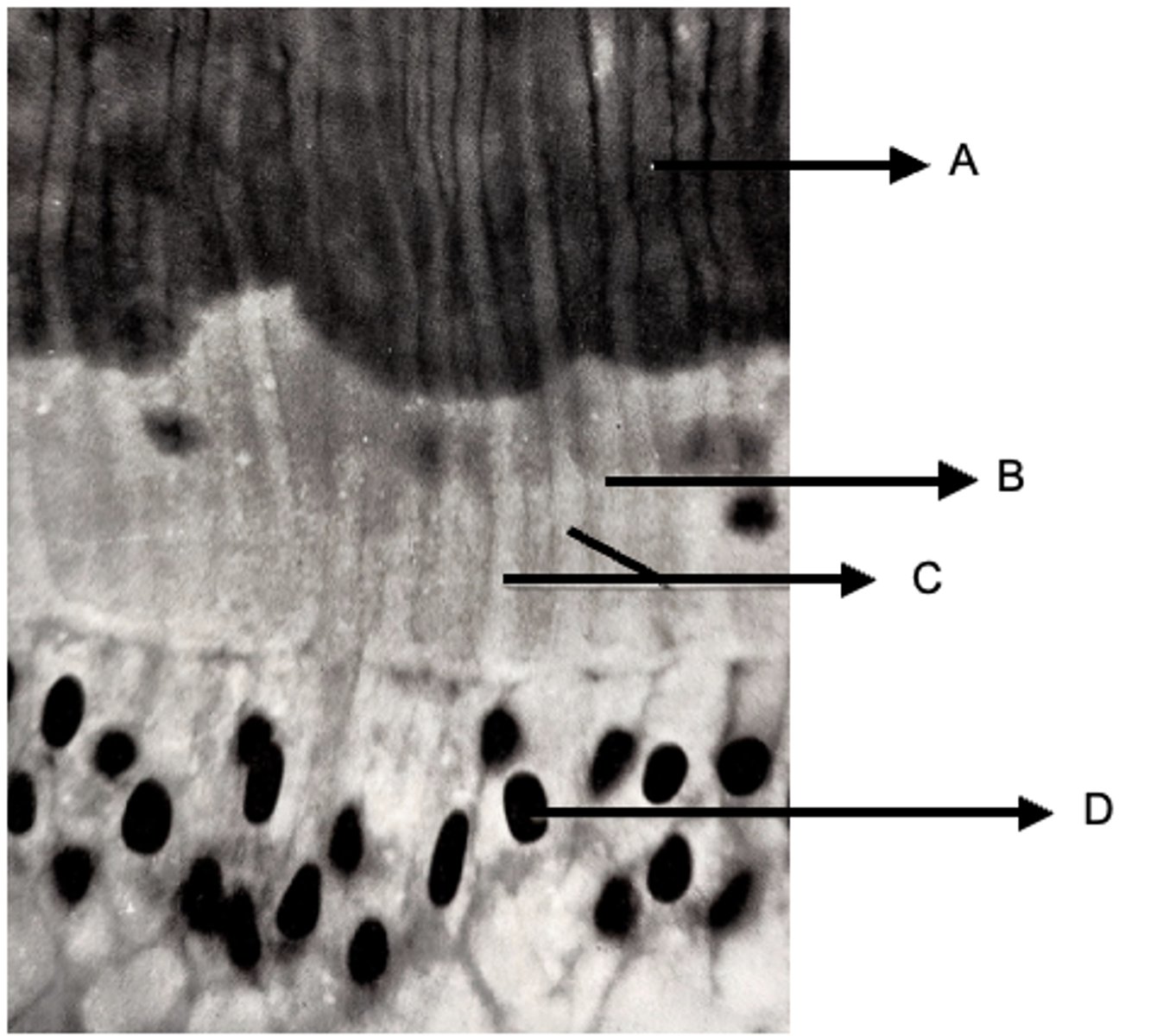 <p>A: Calcified dentin</p><p>B: Uncalcified dentin (predentin)</p><p>C: Odontoblastic processes</p><p>D: Bodies of odontoblasts</p>