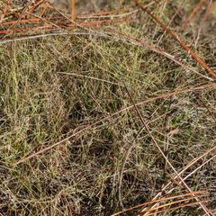 sedge which grows like thread in clumps