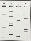 <p>If you obtain a result as below in Sanger Sequencing what should the sample template sequence be(</p><p>A. 5’- AGGACTAAAGCCCATG -3’</p><p>B. 5’- GTACCCGAAATCAGGA -3’</p><p>C. 5’- CATGGGCTTTAGTCCT -3’</p><p>D. 5’- TCCTGATTTCGGGTAC -3’</p>