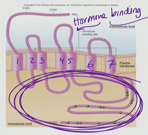 <p>Intracellular part of the Hormone binding</p>
