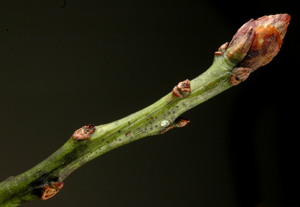 <p>sassafras, Sassafras albidum (Lauraceae)</p>