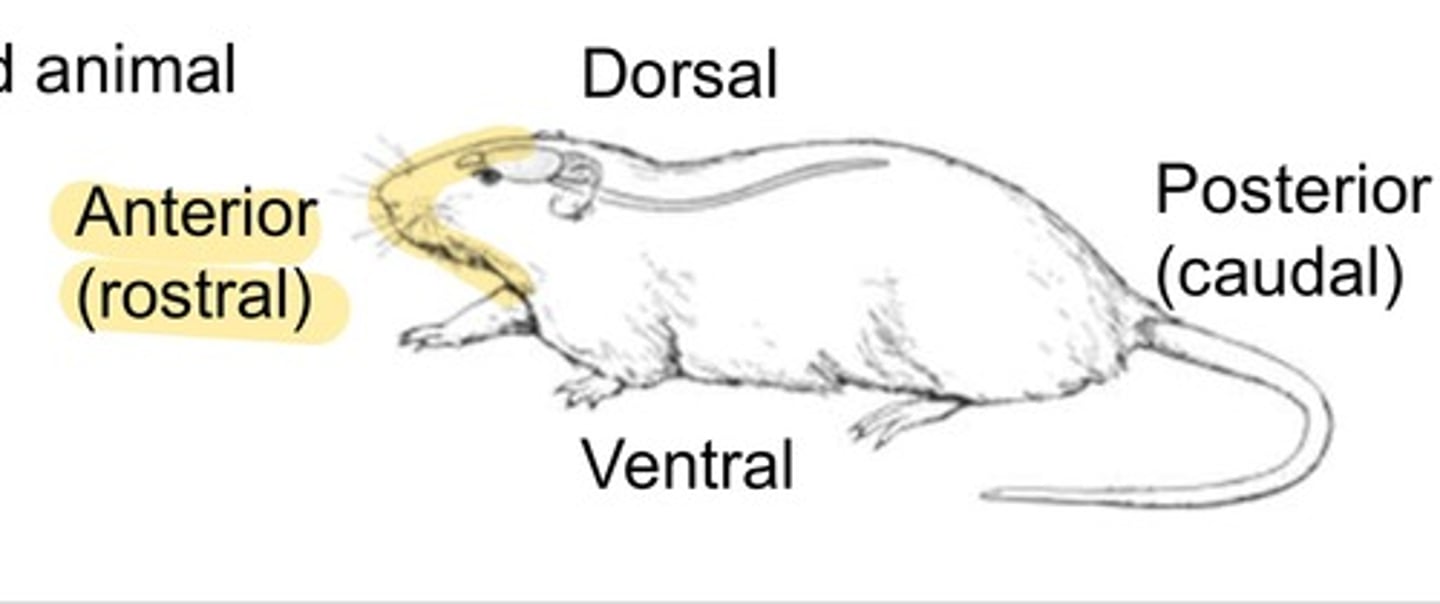 <p>Dorsal = Back</p><p>Ventral = stomach</p><p>Rostral = toward nose</p><p>Caudal = toward ass</p>