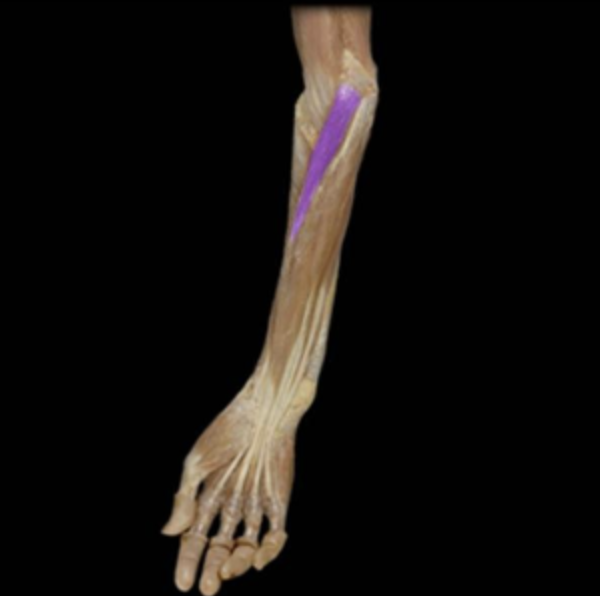 <p>action of pronator teres</p>
