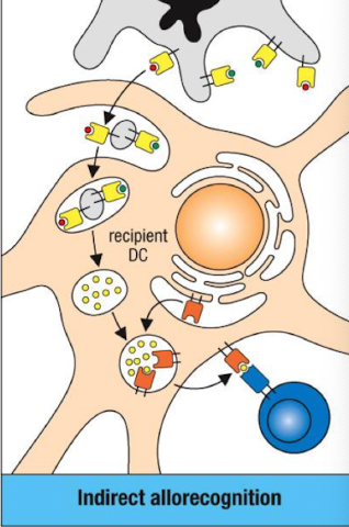 <ul><li><p><span style="color: red;"><strong><span>Donor APCs die</span></strong></span> → <strong>release vesicles with allogeneic MHC I/II.</strong></p></li><li><p><strong>Recipient DC endocytose donor MHC</strong>.</p></li><li><p><strong>Peptides presented on recipient MHC (HLA) </strong>to activate T cells.</p></li></ul><p></p>