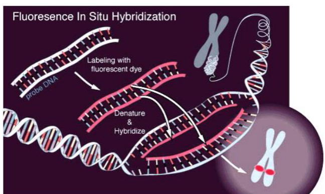 <p>Fluorescence In-situ Hybridization (FISH)</p>