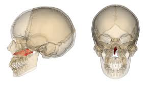 <p>Small, thin, plow-shaped, midline bone that occupies and divides the nasal cavity</p>