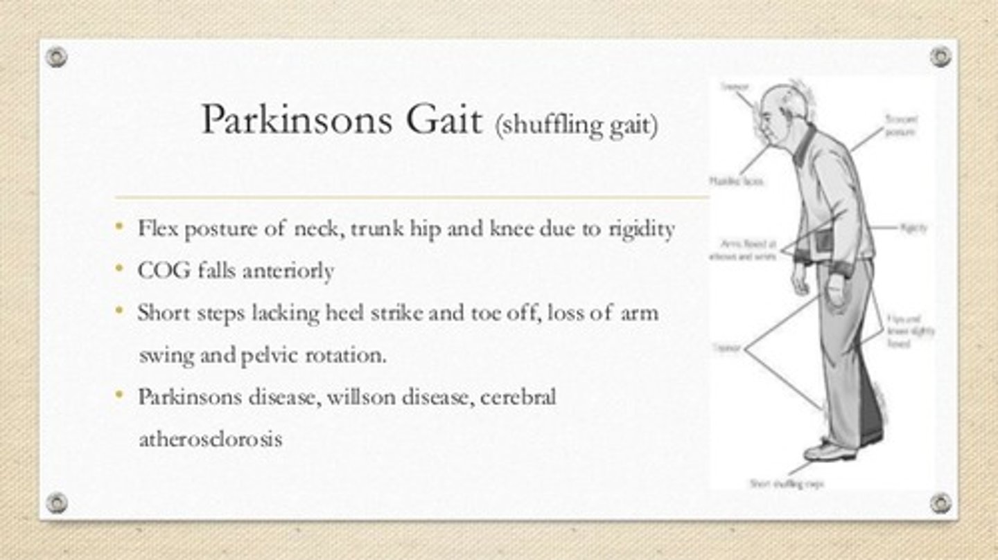 <p>(C) Drunken Gait (wide feet)</p><p>Classical Symptoms of Parkinson's Disease include:</p><p>- Bradykinesia</p><p>- Resting and Pill-rolling Tremors</p><p>- Shuffling Gait and stooped posture</p><p>- Cogwheel Rigidity</p><p>- Masklike facies (static and expressionless faces)</p>