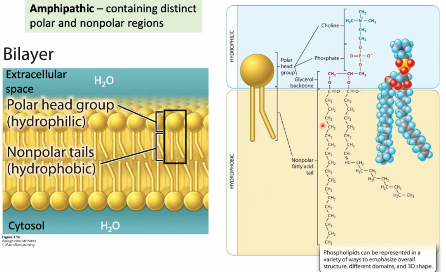 <p>Phosolipids are the main lipid found in membranes. </p><p>Phosolipids form bilayers in aqueous, neutral pH environments. In an aqueous many will form a bilayer with no energy input needed.</p><p>Hydrophobic clustering forms the membrane, and the bilayer arrangement minimizes the interactions between the hydrophobic tails. The LDF’s formed between the fatty acid tails affect the fluidity of the membrane. </p>