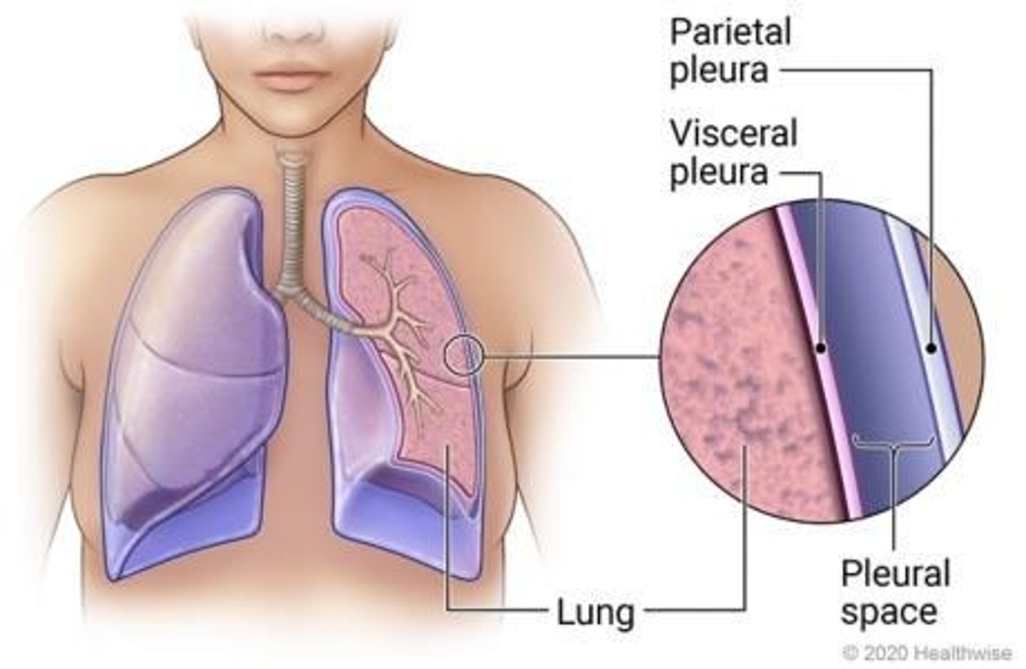 <p>includes the parietal pleura, the visceral pleura and the intrapleural space. The intrapleural space is at a negative pressure relative toatmospheric, so that the pleurae "suck" together</p>