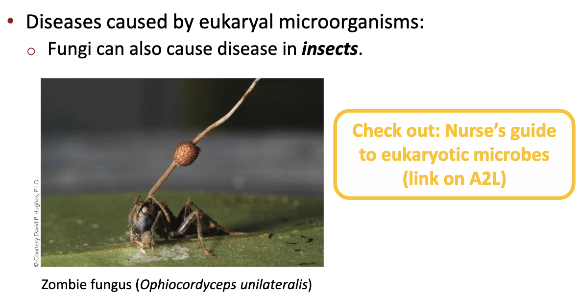 <ul><li><p>Insects</p></li></ul><p></p>