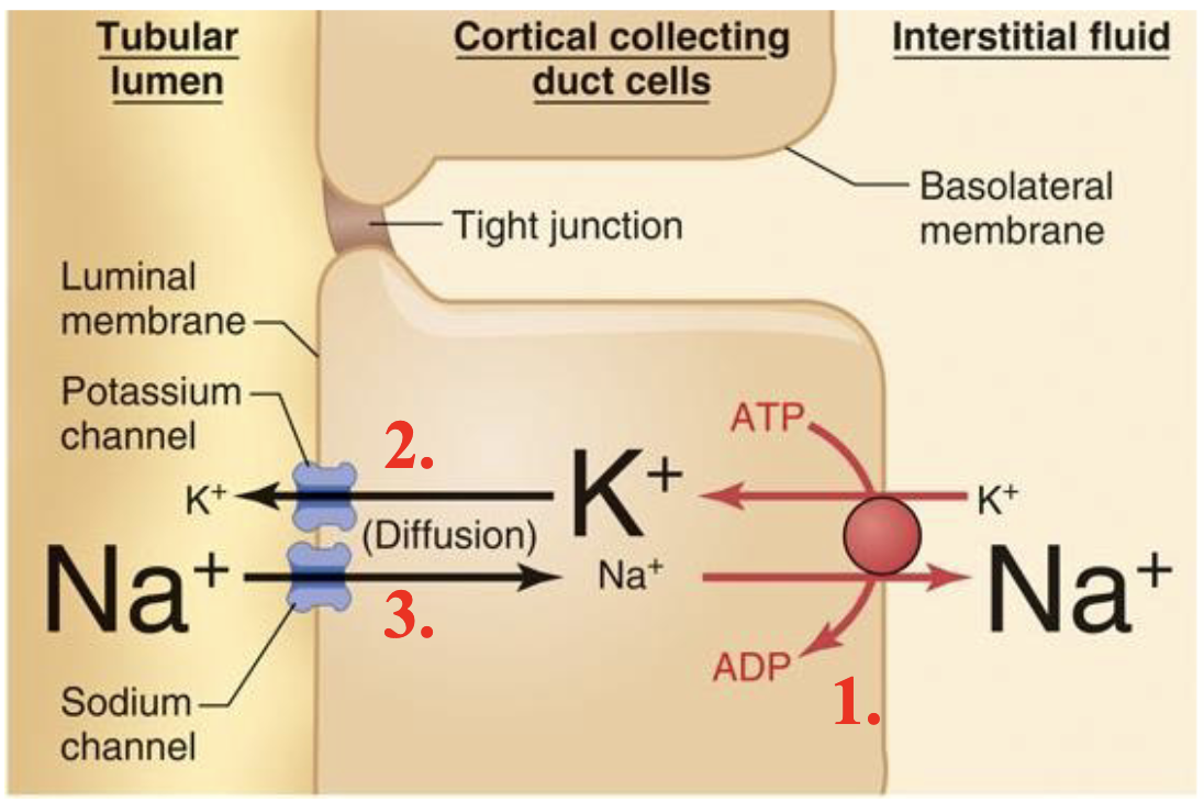 <p>Na+ reabsorption occurring here is regulated by hormones, no Tm</p><ul><li><p>ex. aldosterone builds Na+ channels and Na+/K+ ATPases</p></li></ul><p></p>