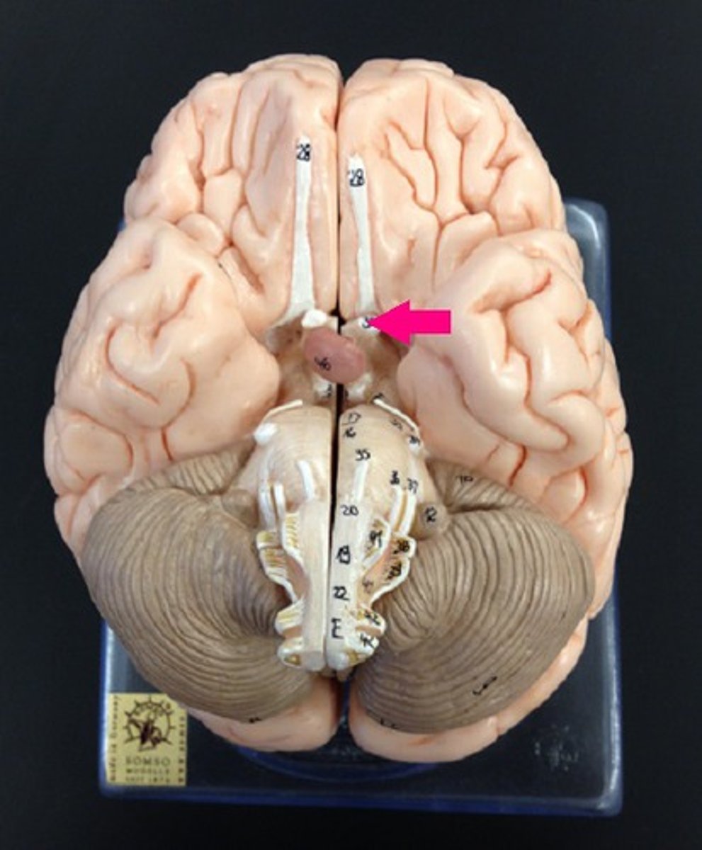 <p>Identify by roman numeral.</p>