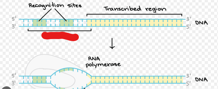 <p>A sequence of DNA RNA polymerase can attach to in order to begin creating sequences. All genes have these.</p>