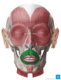 <p>What muscle is <strong>this, </strong>its <strong>action </strong>and <strong>INNERVATION</strong></p>