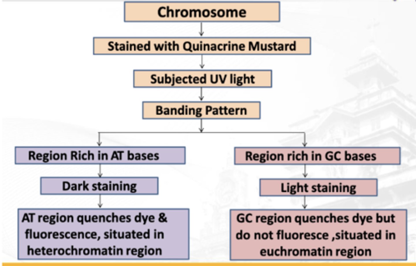 <p>Note: GC rich regions do not fluorescence </p>