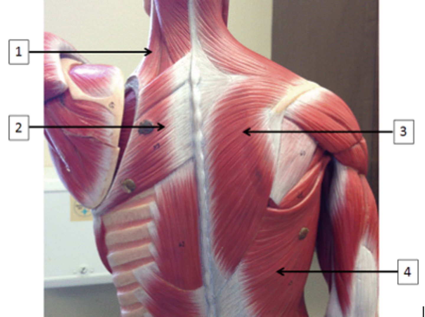 <p>Identify the muscle labeled 2.</p>