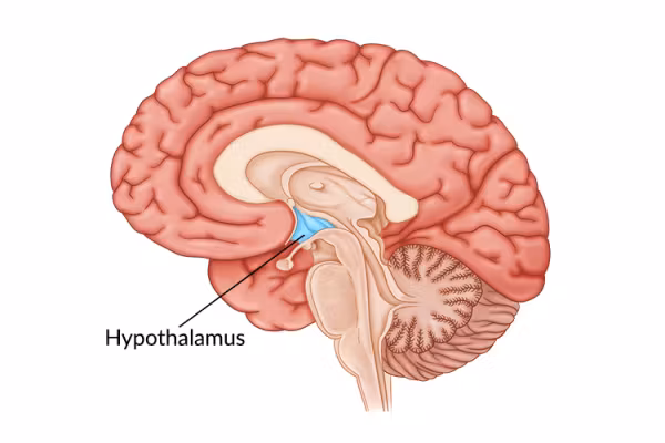 <p>Hypothalamus</p>