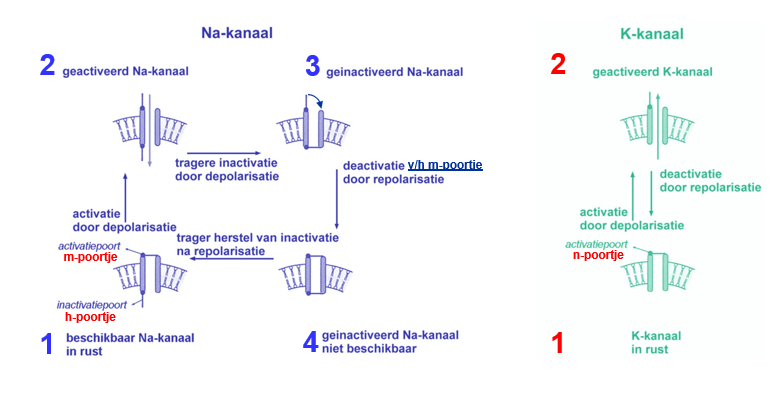 <ul><li><p>Na<sup>+</sup> - kanalen</p><ul><li><p>m-poortje; activatie</p></li><li><p>h-poortje; inactivatie</p></li></ul></li><li><p>K<sup>+</sup> - kanalen</p><ul><li><p>n-poortje; activatie</p></li></ul></li></ul><p></p>