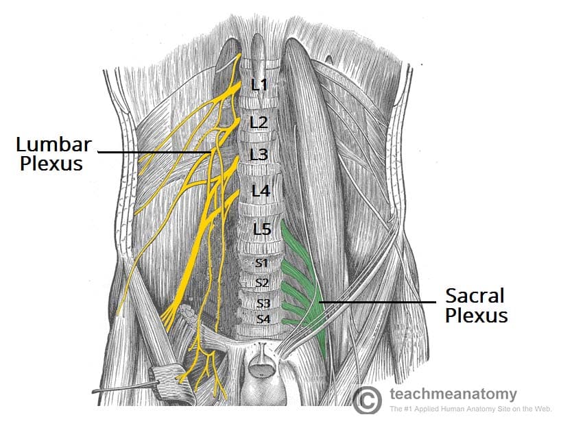 <p>networks formed by ventral Rami of spinal nerves (cervical, brachial, lumbar, and sacral plexuses)</p>