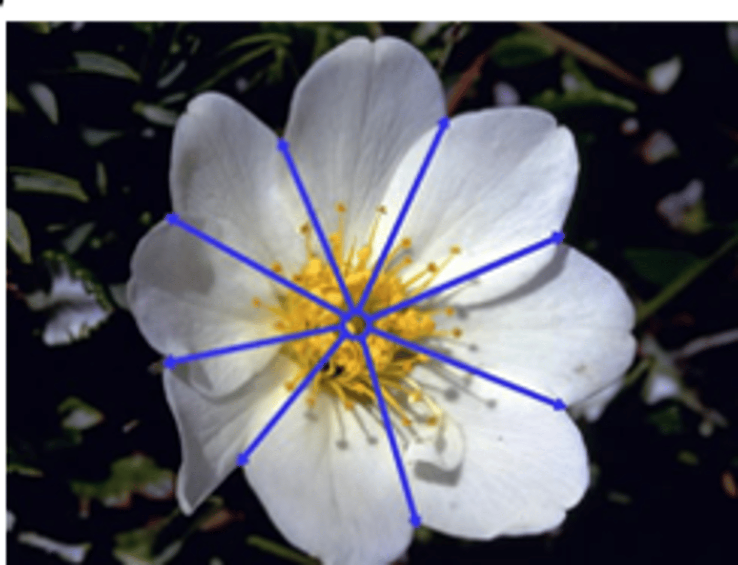 <p>identical all around a central axis</p><p>- petals look the same</p><p>- flower is cylindrical or round</p>