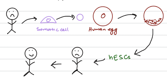<ul><li><p><span style="color: rgb(255, 255, 255);"><span>Could be used for autologous or allogeneic stem cell transplants</span></span></p></li><li><p><span style="color: rgb(255, 255, 255);"><span>No US federal laws ban therapeutic or reproductive cloning research but some states forbid it. But not allowed clinically in the US</span></span></p></li><li><p><span style="color: rgb(255, 255, 255);"><span> But is it ethical? A “human embryo” is being created</span></span></p></li></ul><p></p>