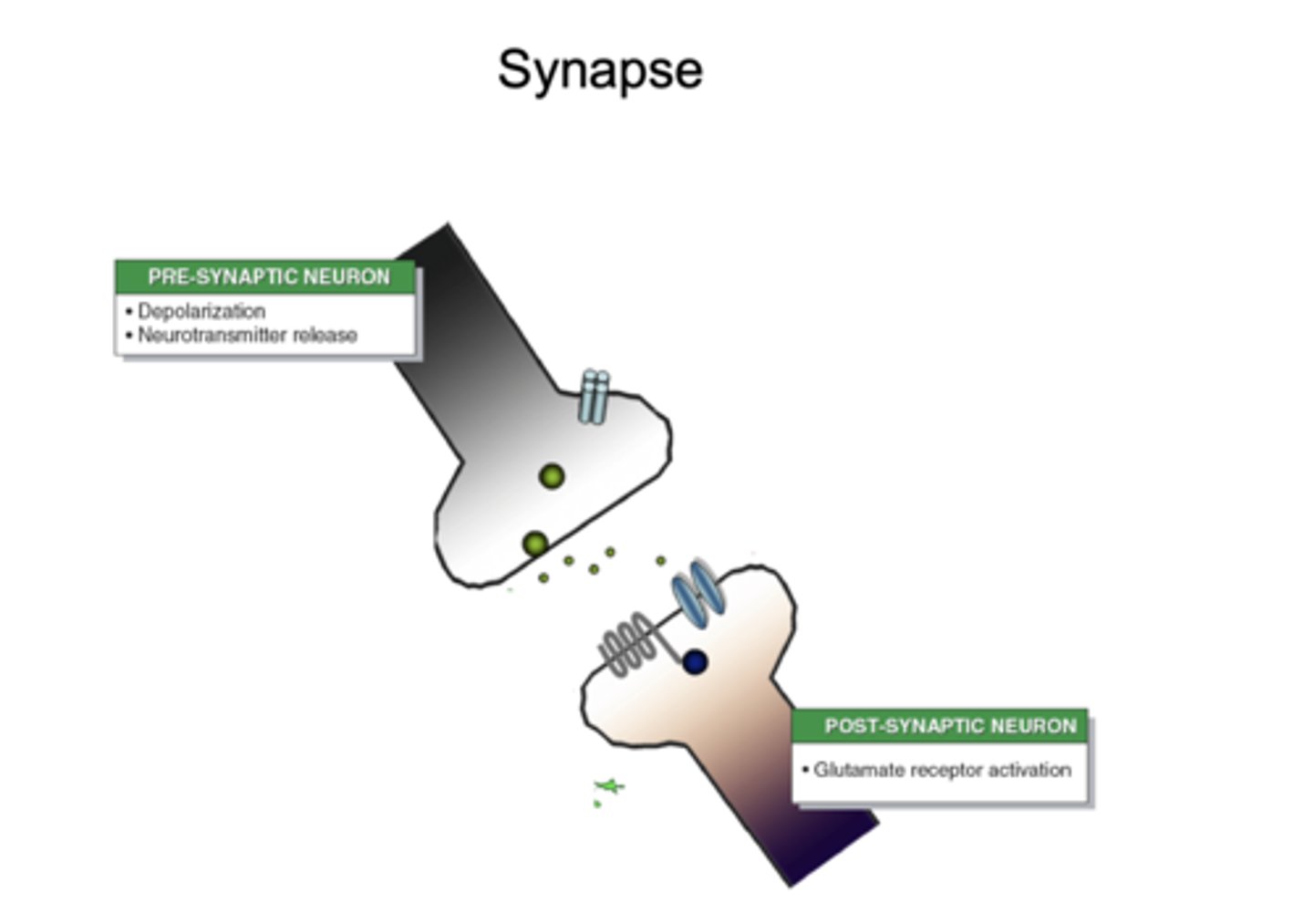 <p>presynaptic neuron → synaptic cleft → postsynaptic neuron</p>