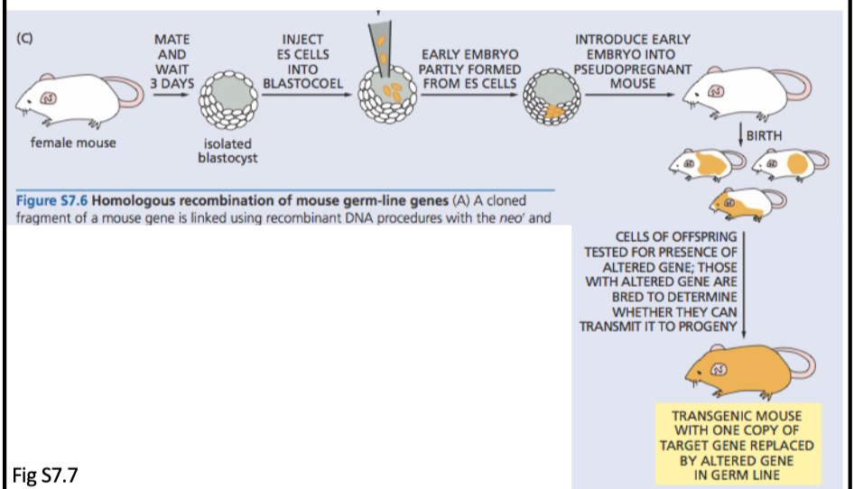 <p>L#13: Studying cancer-causing mutations: model organism</p><p>Compare/contrast traditional approaches to making knockout/knock-in mice with use of crispR-cas9 system</p>