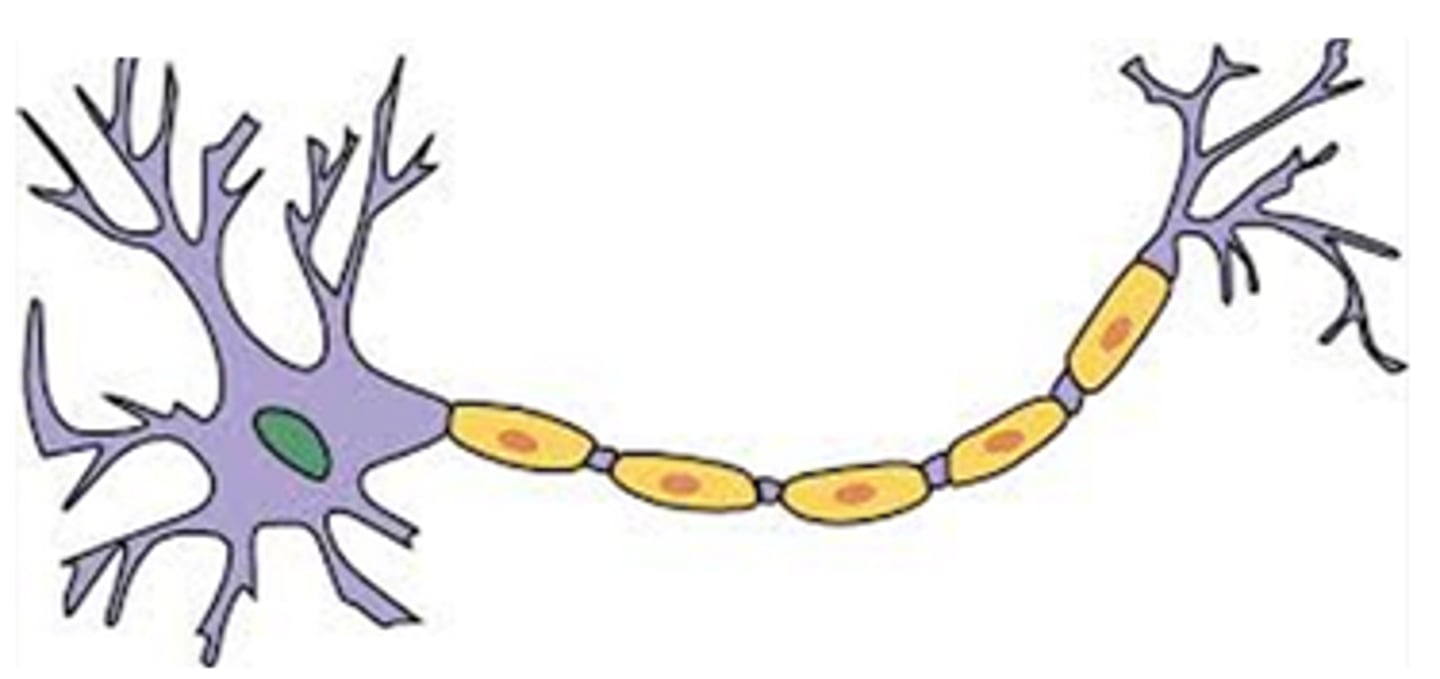 <p>a nerve cell; the basic building block of the nervous system</p>